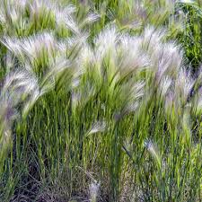 Attēlu rezultāti vaicājumam “Hordeum jubatum”