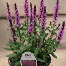 Attēlu rezultāti vaicājumam “Salvia nemorosa flower”