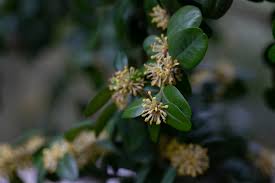 Attēlu rezultāti vaicājumam “Buxus sempervirens flower”