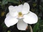 magnoliaponds@yahoo.com