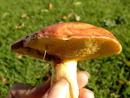 Attēlu rezultāti vaicājumam “Suillus granulatus”
