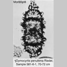 Attēlu rezultāti vaicājumam “Diderma radiatum sessile”