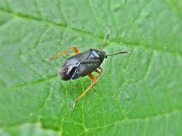 Attēlu rezultāti vaicājumam “Capsus ater imago”