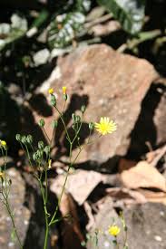 Attēlu rezultāti vaicājumam “Lapsana communis flower”