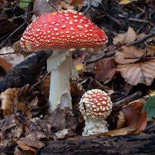 Attēlu rezultāti vaicājumam “Amanita muscaria”