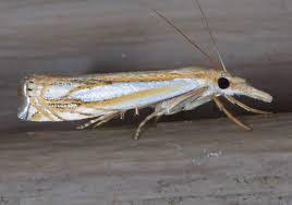 Attēlu rezultāti vaicājumam “Crambus”