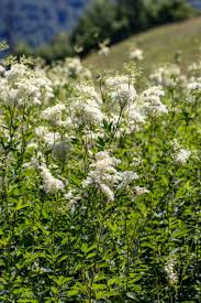 Attēlu rezultāti vaicājumam “Filipendula vulgaris flower”
