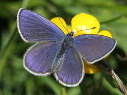 Attēlu rezultāti vaicājumam “Vacciniina optilete male”