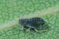 Attēlu rezultāti vaicājumam “Pemphigus borealis”