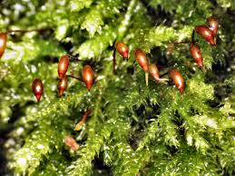 Attēlu rezultāti vaicājumam “Brachythecium”