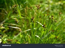 Attēlu rezultāti vaicājumam “Luzula campestris”