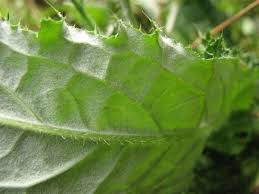 Attēlu rezultāti vaicājumam “Cirsium heterophyllum leaf”