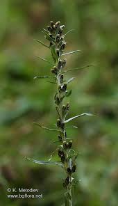 Attēlu rezultāti vaicājumam “Gnaphalium sylvaticum”