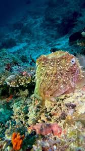 Image result for Weezadivers