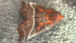 Attēlu rezultāti vaicājumam “Scoliopteryx libatrix”