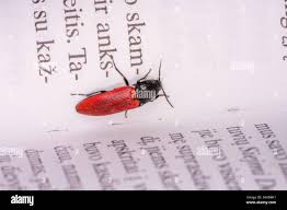 Attēlu rezultāti vaicājumam “Ampedus sp.”