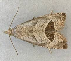 Attēlu rezultāti vaicājumam “Notocelia uddmanniana”