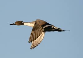 Image result for Anas acuta