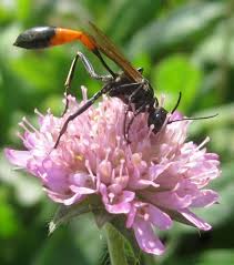 Attēlu rezultāti vaicājumam “Ammophila sp.”