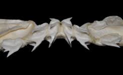 Image result for Hexanchus griseus