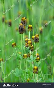 Attēlu rezultāti vaicājumam “Trifolium spadiceum flower”