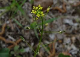 Attēlu rezultāti vaicājumam “Draba nemorosa”