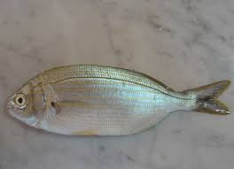 Image result for Sarpa salpa