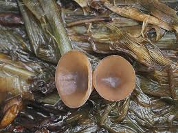 Attēlu rezultāti vaicājumam “Myriosclerotinia scirpicola”