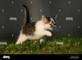 Attēlu rezultāti vaicājumam “Felis silvestris catus juvenile”