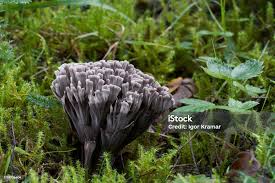 Attēlu rezultāti vaicājumam “Thelephora palmata”