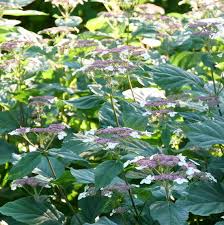Attēlu rezultāti vaicājumam “Hydrangea arborescens flower”