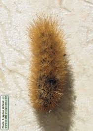 Attēlu rezultāti vaicājumam “Phragmatobia fuliginosa larva”