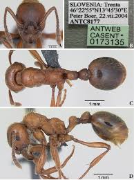 Attēlu rezultāti vaicājumam “Formicidae”