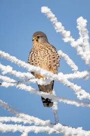 Attēlu rezultāti vaicājumam “Falco tinnunculus adult”