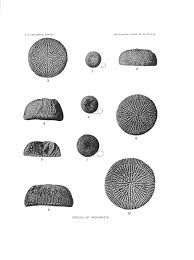 Attēlu rezultāti vaicājumam “Cribraria costata”
