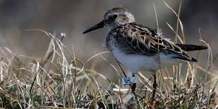 Image result for Calidris pusilla