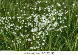 Attēlu rezultāti vaicājumam “Stellaria graminea flower”