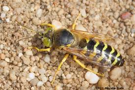 Attēlu rezultāti vaicājumam “Bembix rostrata”