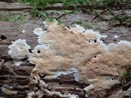 Attēlu rezultāti vaicājumam “Junghuhnia collabens”