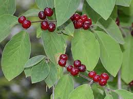 Attēlu rezultāti vaicājumam “Lonicera xylosteum”