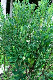 Attēlu rezultāti vaicājumam “Myrica gale leaf”
