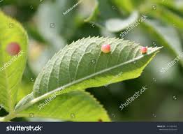 Attēlu rezultāti vaicājumam “Diplolepis eglanteriae”