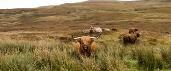 Image result for Highland Flingers