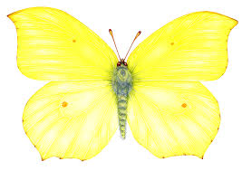 Attēlu rezultāti vaicājumam “Gonepteryx rhamni”