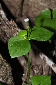 Attēlu rezultāti vaicājumam “Claytonia sibirica flower”