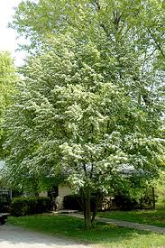 Attēlu rezultāti vaicājumam “Sorbus alnifolia”