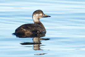 Attēlu rezultāti vaicājumam “Melanitta nigra male”