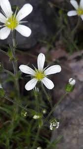 Attēlu rezultāti vaicājumam “Arenaria procera flower”