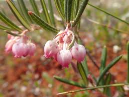 Attēlu rezultāti vaicājumam “Andromeda polifolia”