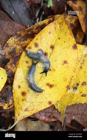 Attēlu rezultāti vaicājumam “Krynickillus melanocephalus”